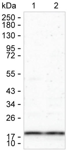 HPCAL1